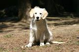 GOLDEN RETRIEVER 1102